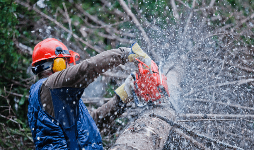 A-1 Trees and Land Services